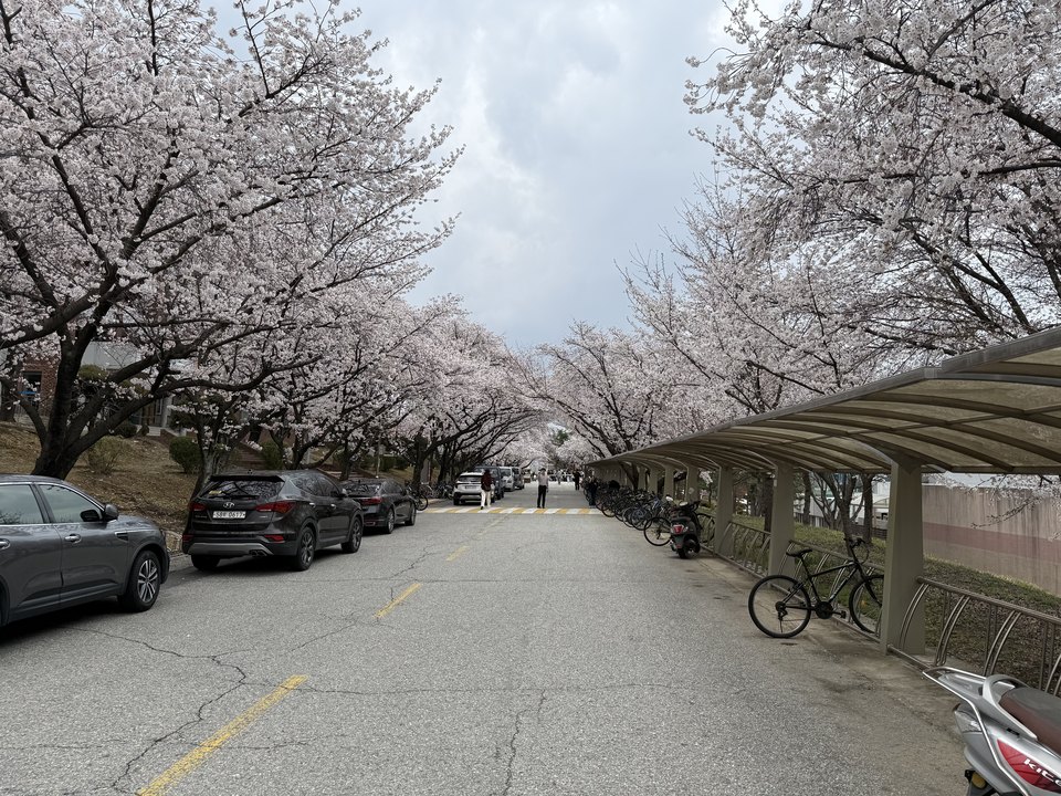 A cherry-blossom avenue on the KAIST campus, petals over a quiet road lined with parked bicycles.